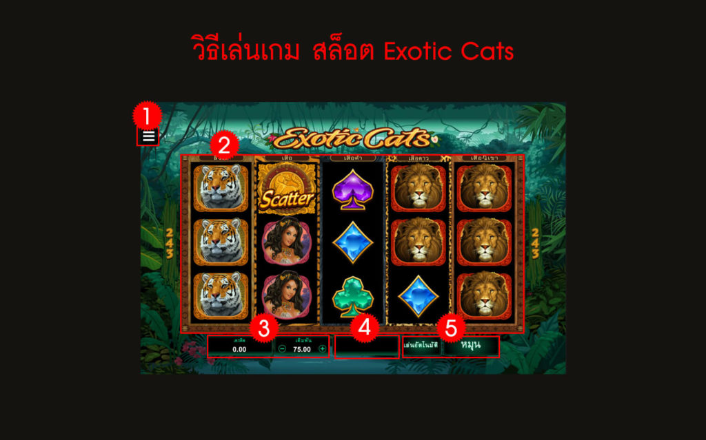 กฎกติกา วิธีเล่นสล็อต Exotic Cats Slot